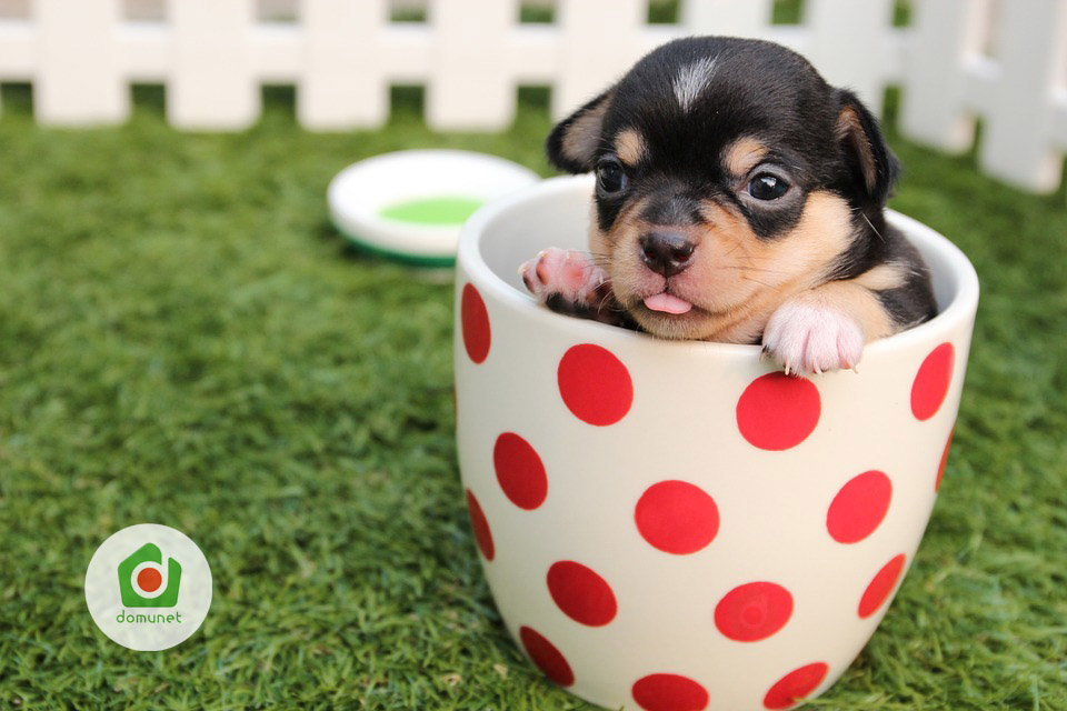 Una mascota como nuevo integrante de tu familia